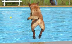 【夏】プールが大好きな犬たちの動画。わちゃわちゃが凄い！