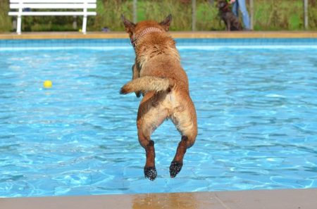 【夏】プールが大好きな犬たちの動画。わちゃわちゃが凄い！
