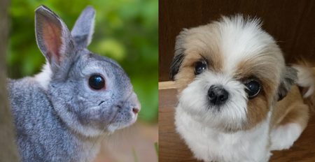 【最強コンビ】ウサギと子犬の仲良し動画‥可愛すぎるっ!!!