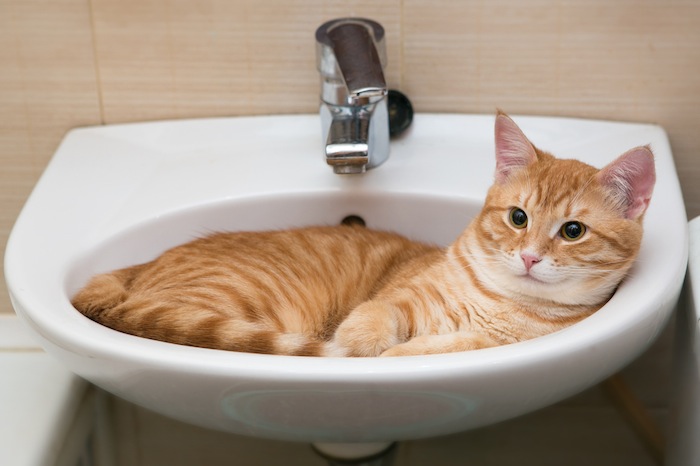 【猫は液体】猫が脱走しないように取り付けた「扉」をご覧ください。