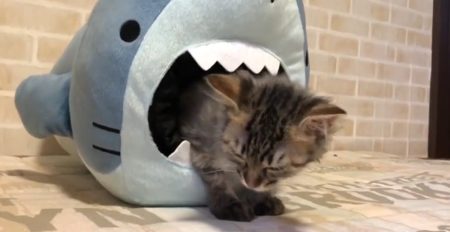 【動画】サメに襲われる危機的状況のなか、睡魔と格闘する子猫ちゃん!!可愛すぎる♡