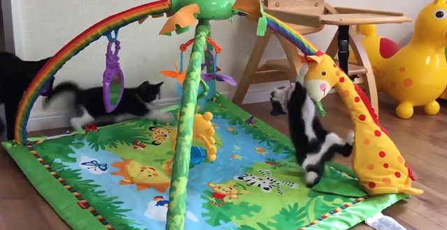 ベビージムで遊ぶ子猫ちゃんたちの動画が話題「すっごい楽しそう！」