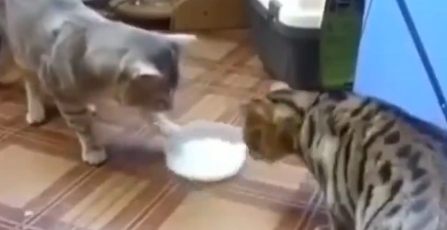 ２匹の猫が１つのミルクを奪い合い・・が、意外な展開に！何度見ても笑ってしまう♡