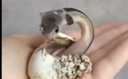 卵からニョキっと…産まれてすぐに“威嚇モード”のコブラの赤ちゃんが可愛い！