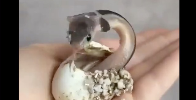 卵からニョキっと…産まれてすぐに“威嚇モード”のコブラの赤ちゃんが可愛い！
