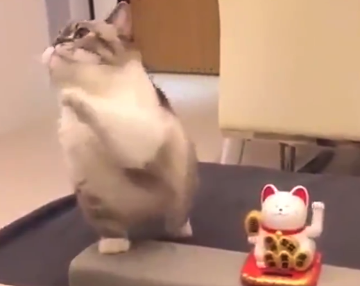 【詰め合わせ】猫の可愛さを「集約」した動画が完成。永久保存版ですな!