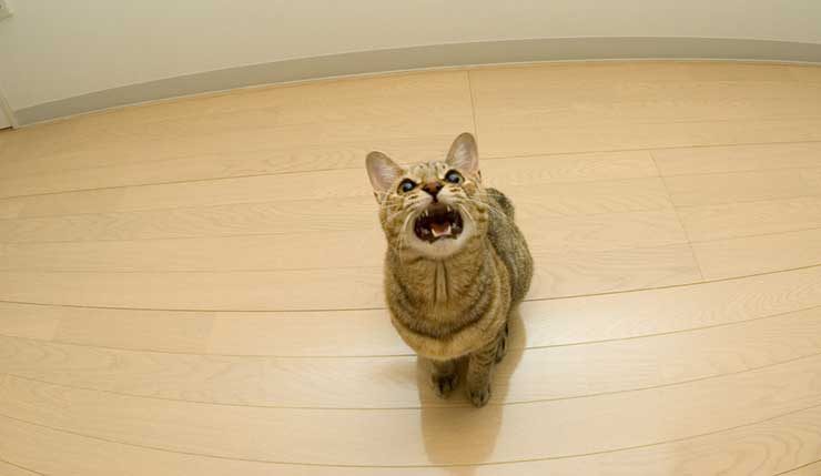 【ジャンプ】猫の「身体能力」があまりにもやばすぎる映像!