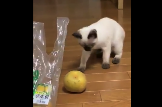 【どうした】何故か「梨」を怖がる猫が面白い。おそるおそる〜って感じ！