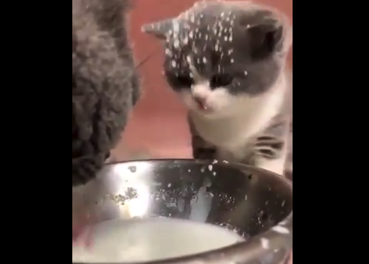 母猫がおいしそうにミルクをペロペロ。その横で飛沫を浴びる子猫。