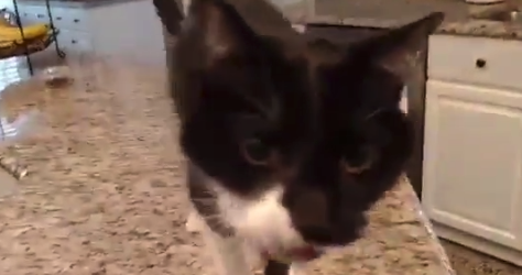 【ハードボイルド】鳴き声が ”渋すぎる” 猫の動画。めちゃくちゃ笑ってしまった!
