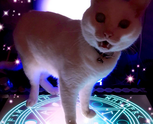 魔法陣から猫が召喚された瞬間を激写 『コンゴトモヨロシク…』
