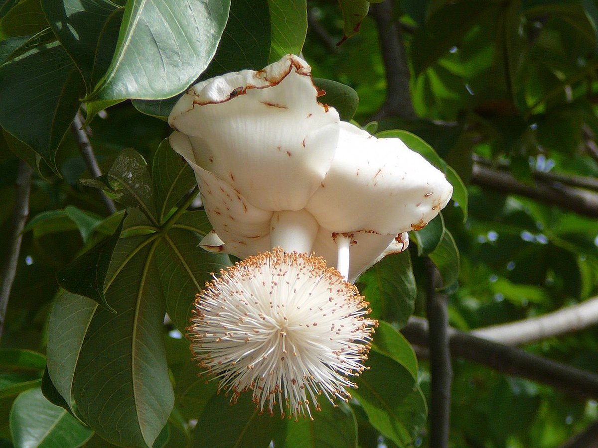 【画像】バオバブの花と実を見たことある? これ本当に現実なのかよ!