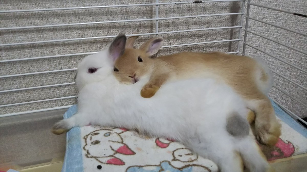 【もふもふてんこ盛り】ウサギさんがウサギさんを抱き枕にしてしまう事案発生