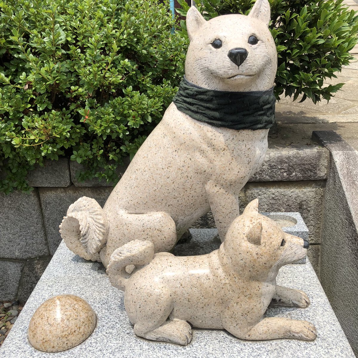 板橋不動尊のお犬様が可愛すぎるとネットで話題に!