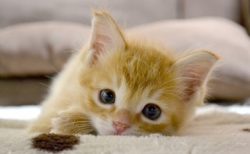 【癒やし】喉を「撫で続けろ」という強い意思を持った猫ちゃんが可愛いｗ