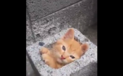 【ぴったり】ブロックの穴に ”すっぽりと” 収まる子猫が可愛すぎる。ジャストサイズ！