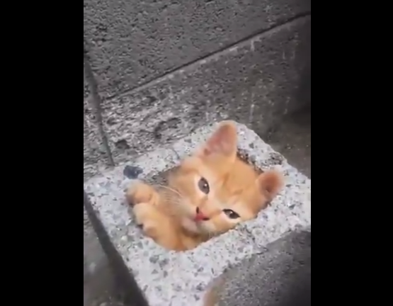 【ぴったり】ブロックの穴に ”すっぽりと” 収まる子猫が可愛すぎる。ジャストサイズ!