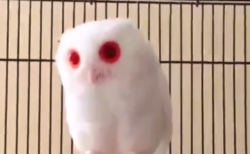 【アルビノ】見た目が完全に ”わたあめ” なフクロウが可愛すぎる。ふっわふわ！