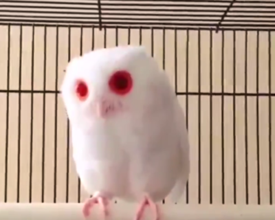 【アルビノ】見た目が完全に ”わたあめ” なフクロウが可愛すぎる。ふっわふわ！