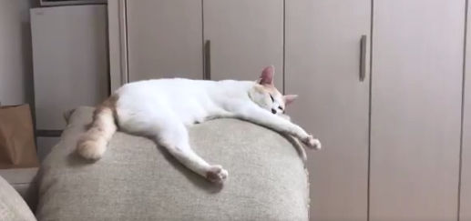 【サンシャイン池崎】猫よ、眠いからって「尻尾」で返事するな〜コノヤロ〜！！