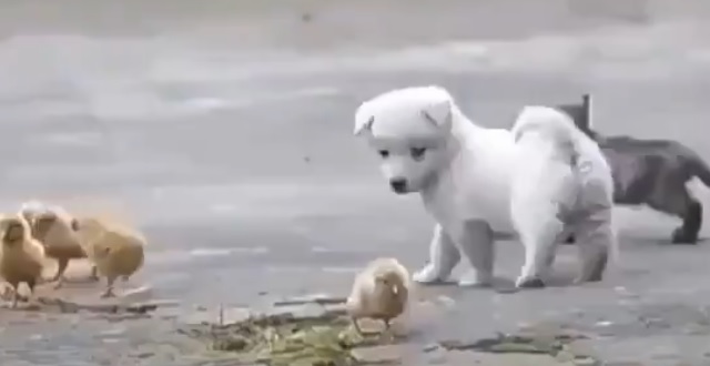 【もふもふだらけ】ひよこ集団と楽しそうに遊ぶ子犬が可愛すぎるー!!!!