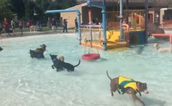 【動画】プール営業最終日、犬に開放。どの子もめちゃ楽しそう!!