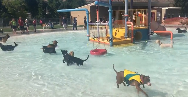 【動画】プール営業最終日、犬に開放。どの子もめちゃ楽しそう!!