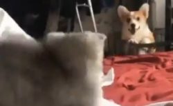 【動画】とつぜん姿を現した犬にびっくりする猫！どっちも可愛すぎるっ!!