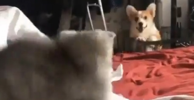 【動画】とつぜん姿を現した犬にびっくりする猫！どっちも可愛すぎるっ!!