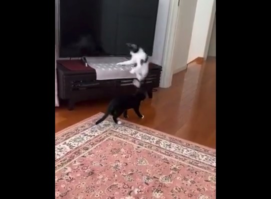 【シャキーン】どういう飛び方！？猫のジャンプにビックリ。流石の運動能力だな！