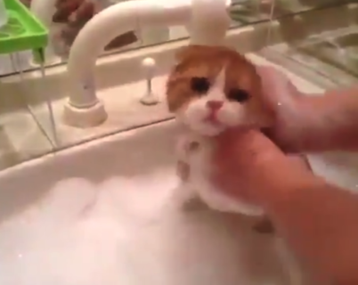 【さっぱり】「あうあうあうぅ〜」子猫にシャンプーしたら可愛すぎる！