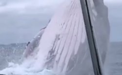 【巨大】クジラの ”水面ジャンプ” が迫力満点。完全に海の王者ですわ！