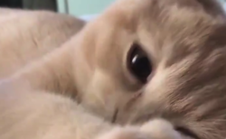 【初々しい】”同棲して2日目の朝” みたいな子猫が可愛い。このアングルは・・・