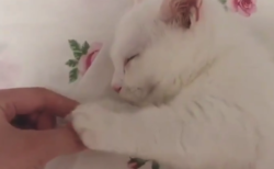 【萌え】手を握ると ”寝てしまう” 子猫ちゃんが可愛すぎる。握り返してくるし！