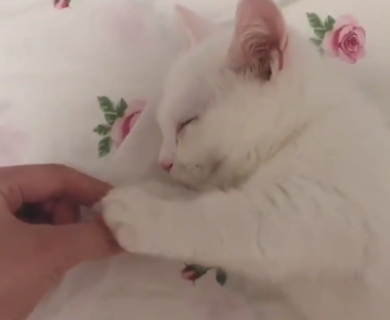 【萌え】手を握ると ”寝てしまう” 子猫ちゃんが可愛すぎる。握り返してくるし！