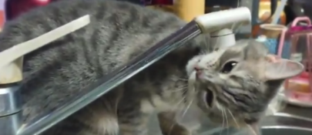 【不器用】うちの猫、水飲むの苦手すぎませんか？なんとも可愛らしい。
