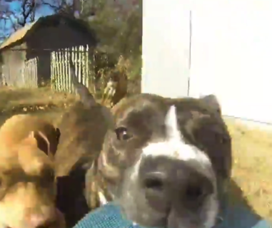 【GoPro】飼い主から盗んだ「カメラ」を咥えて走る犬が可愛い。なかなかレアな目線！