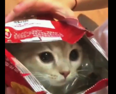 【召し上がれ】ポテチの袋に入る猫ちゃん。これは食べちゃいたいですな！