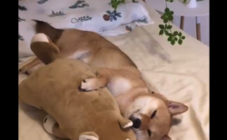 【抱き枕】ぬいぐるみを抱いてスヤスヤと寝る柴犬くん。どっちがどっちだ！？