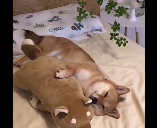 【抱き枕】ぬいぐるみを抱いてスヤスヤと寝る柴犬くん。どっちがどっちだ！？