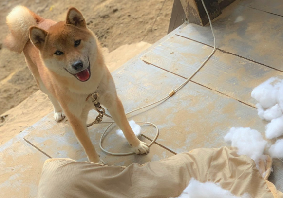 【柴犬】家に帰ると茶色い ”小型台風” が暴れ散らかしてました・・・