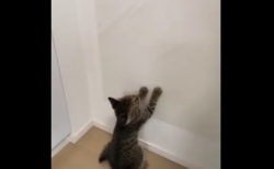 【イライラ】いつも引っ掻いている壁に ”シート” を貼ったら猫の反応が面白い！