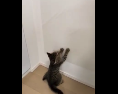 【イライラ】いつも引っ掻いている壁に ”シート” を貼ったら猫の反応が面白い！