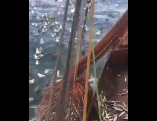 【トド】漁船に乗って ”網” を上げたらとんでもないものが出てきたんだが！