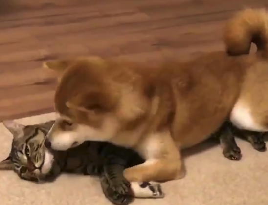 【動画】犬と猫の「種族を超えた」ラブラブシーンが美しい。完全に癒やし!
