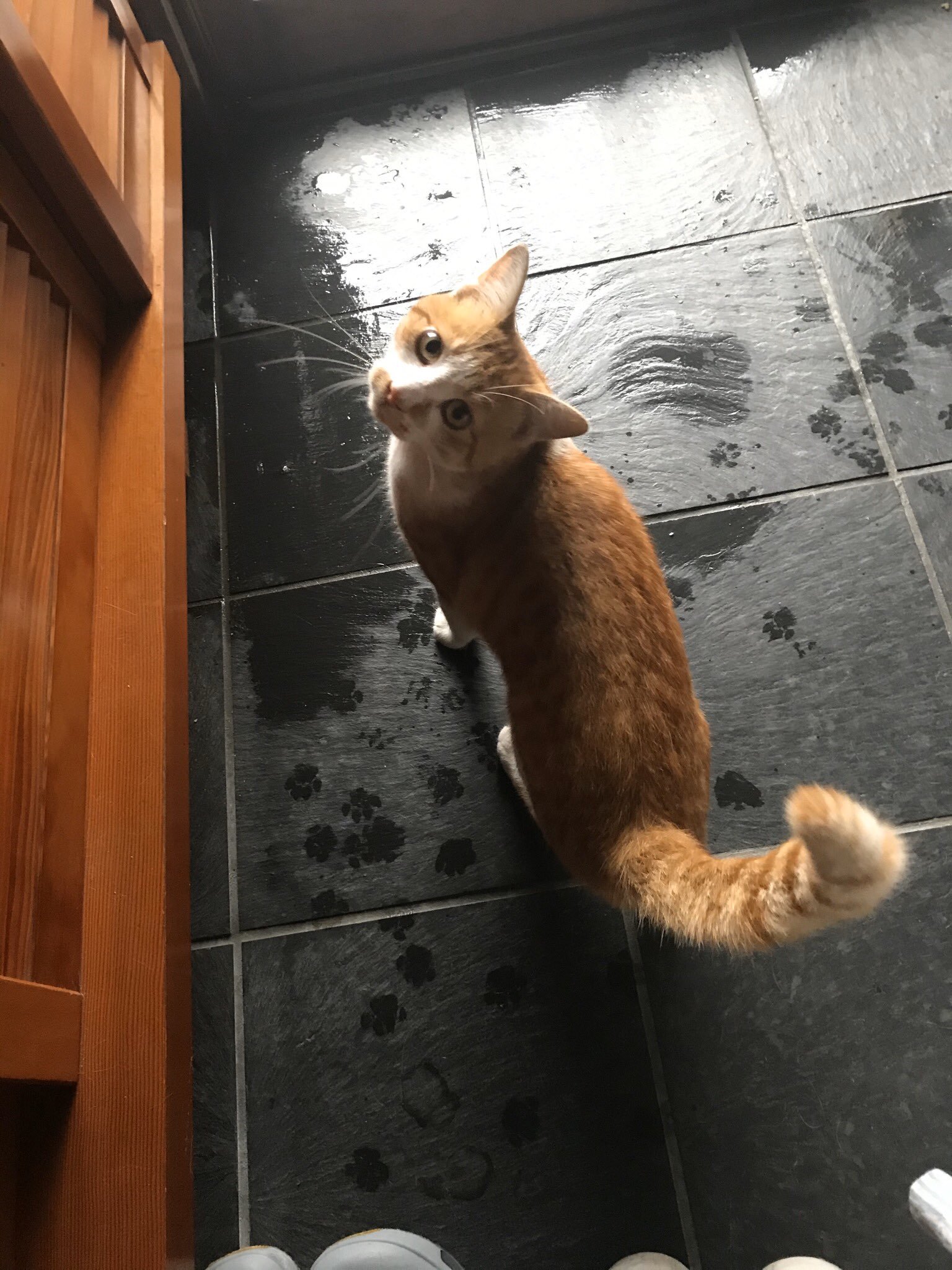 【台風】近所の野良猫が ”雨宿り” をしにきたぞ。玄関が足跡だらけになった！ BREAK TIME