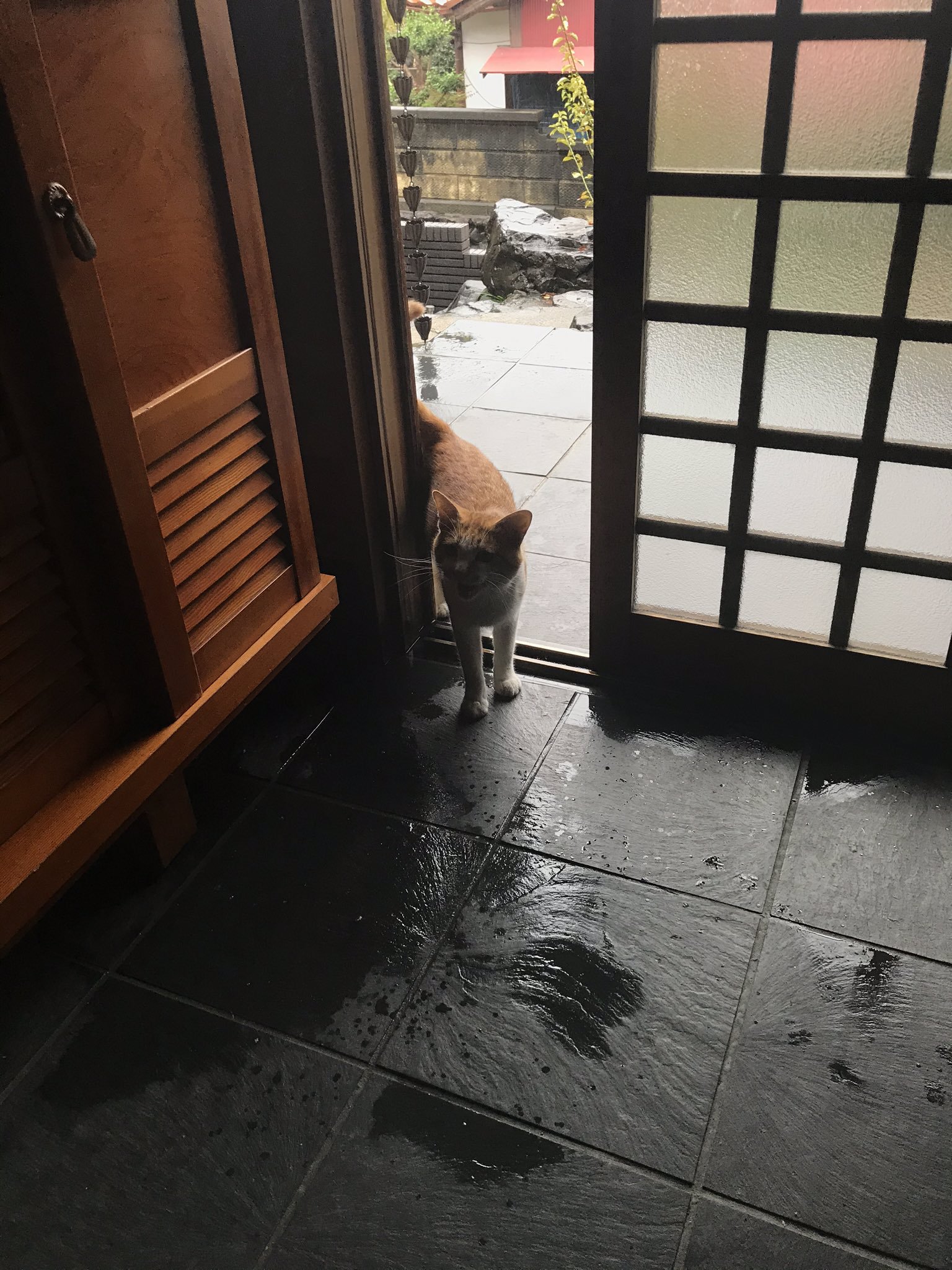 【台風】近所の野良猫が ”雨宿り” をしにきたぞ。玄関が足跡だらけになった！ BREAK TIME