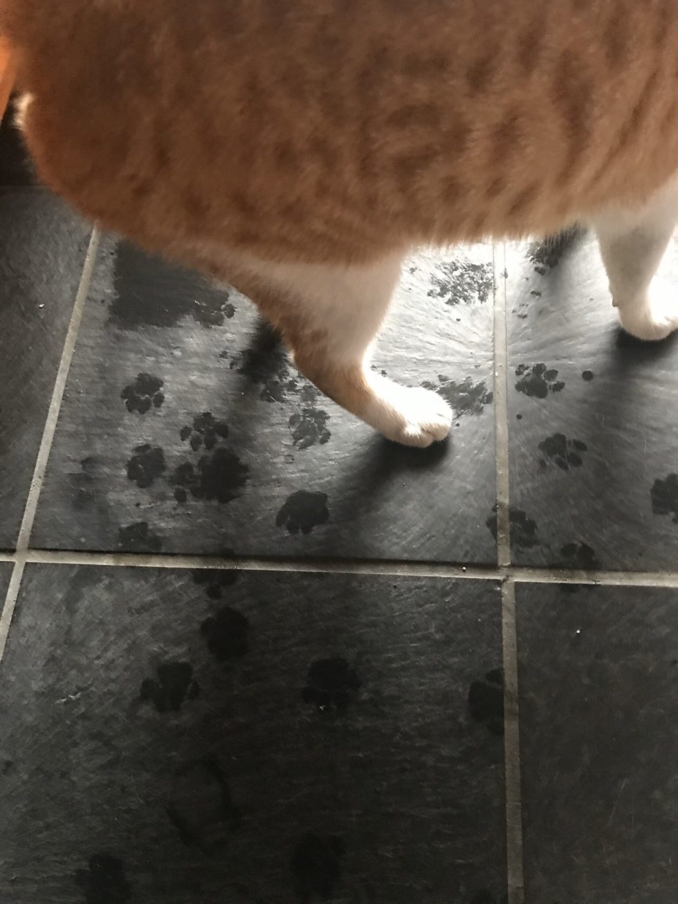 【台風】近所の野良猫が ”雨宿り” をしにきたぞ。玄関が足跡だらけになった！ BREAK TIME