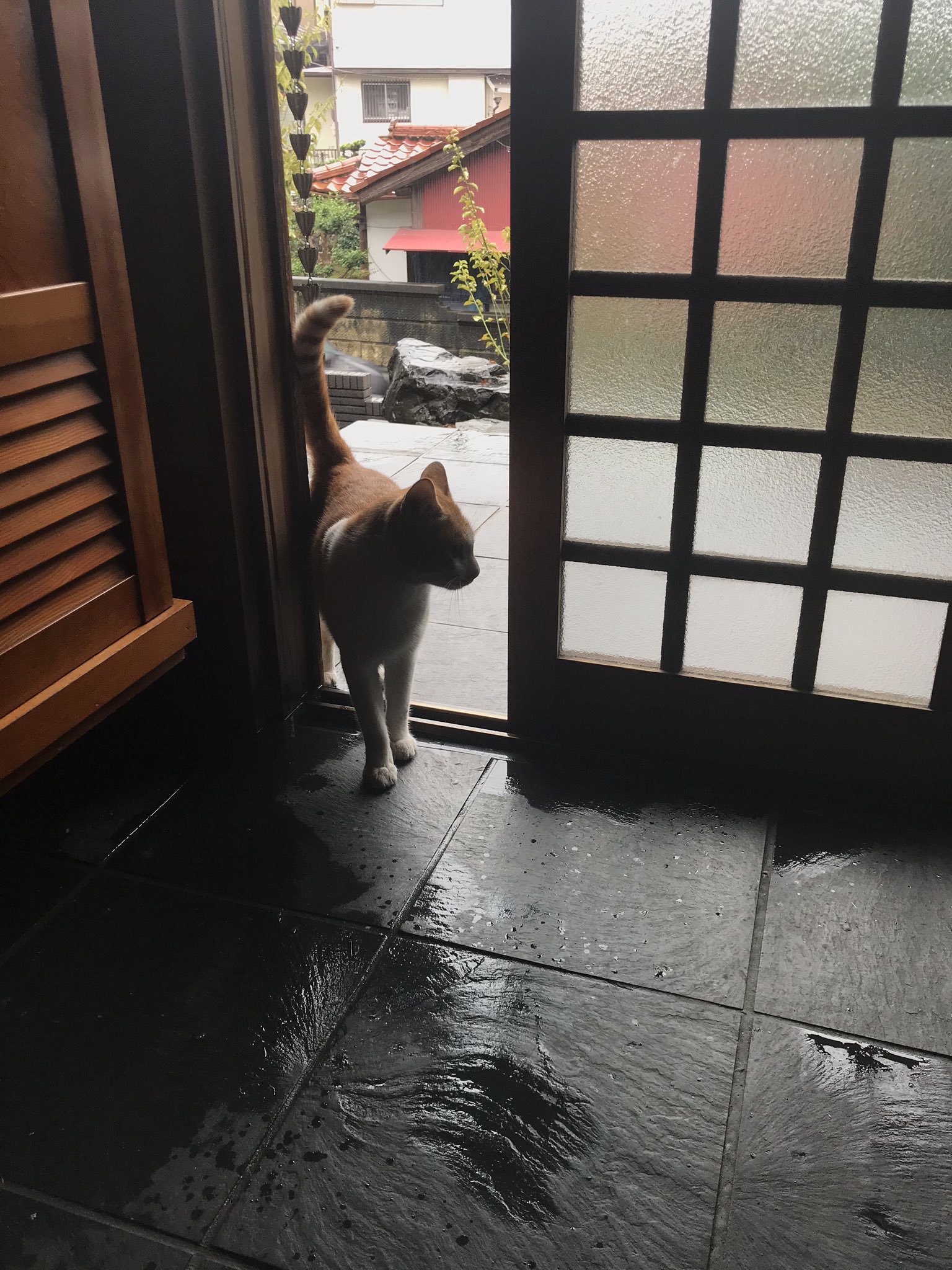 【台風】近所の野良猫が ”雨宿り” をしにきたぞ。玄関が足跡だらけになった！