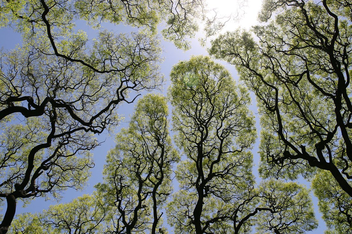 【自然の神秘】木々が互いに接触しない現象「クラウンシャイネス」が美しい